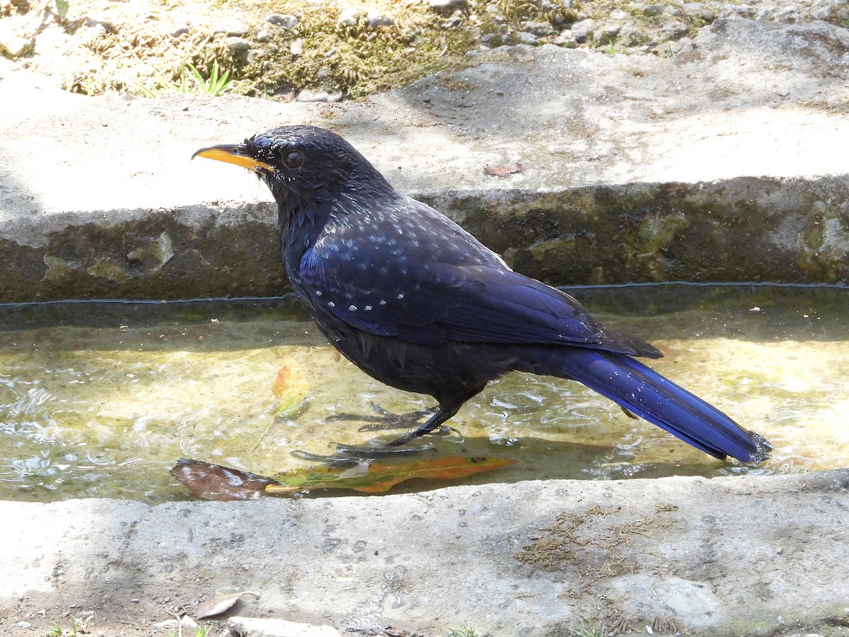 Blue Whistling-Thrush - ML640910577