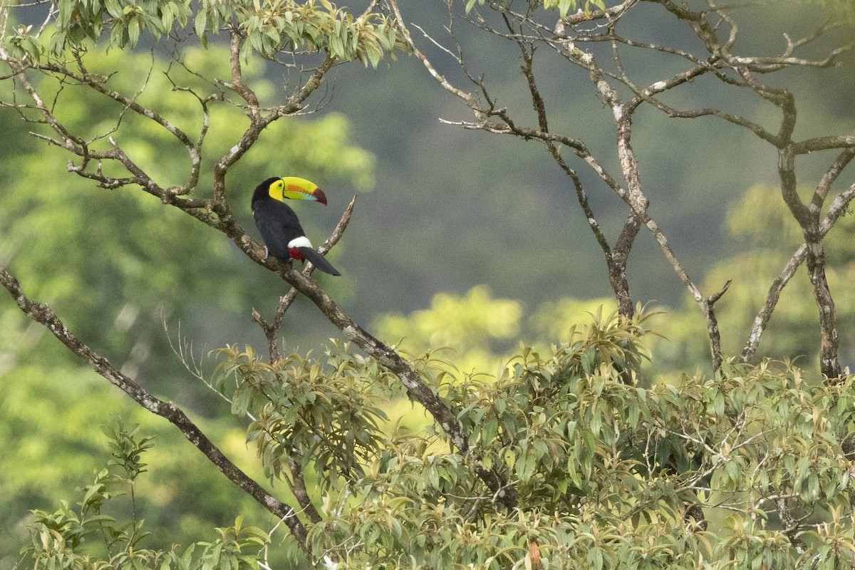 Keel-billed Toucan - ML640910608