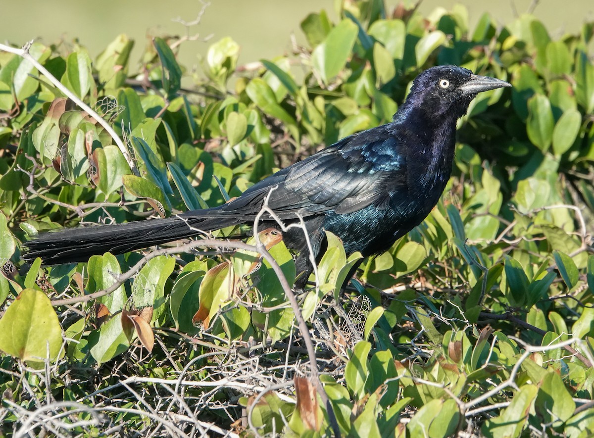 Boat-tailed Grackle - ML640910658