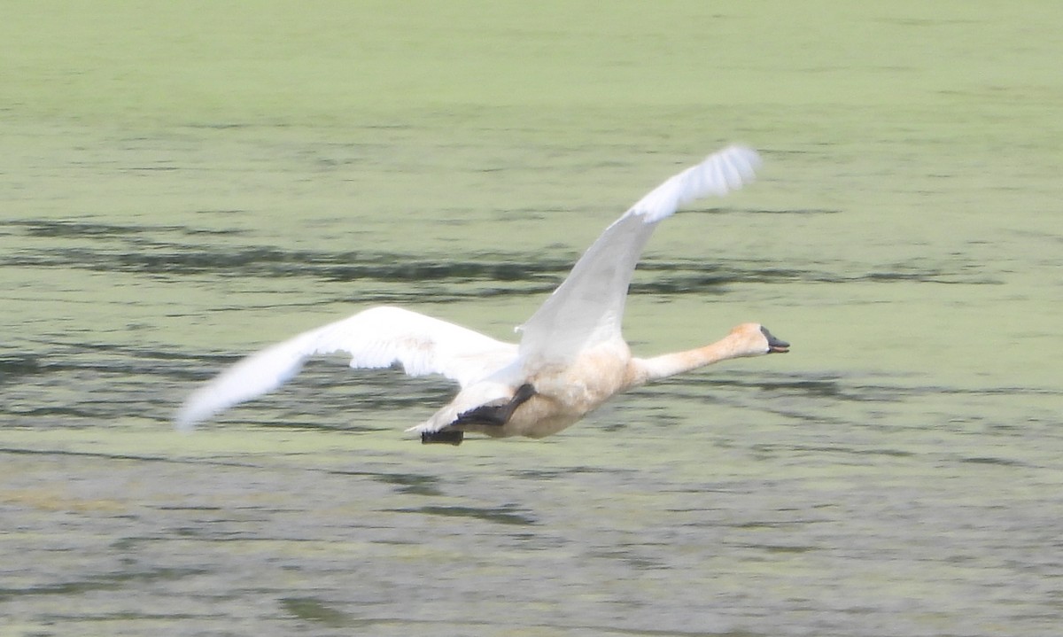 Trumpeter Swan - ML640910766