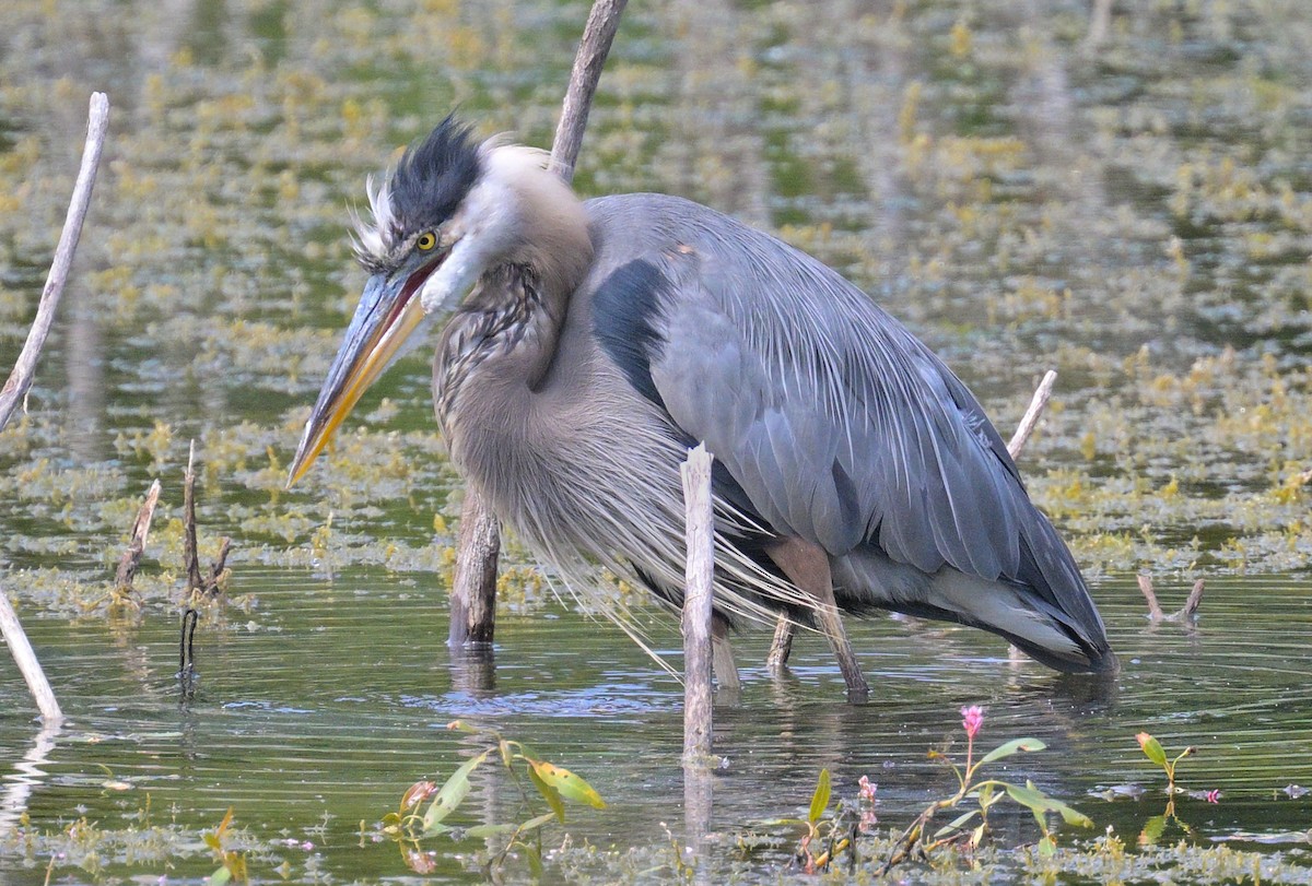 Great Blue Heron - ML640910792