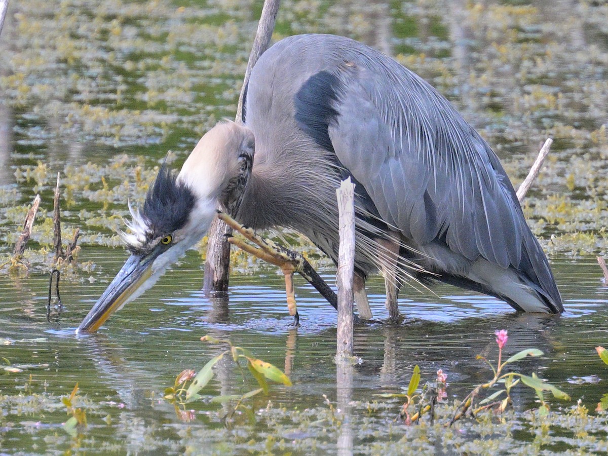 Great Blue Heron - ML640910795