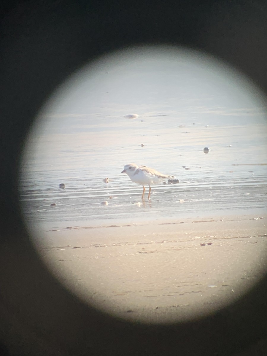 Piping Plover - ML640910803