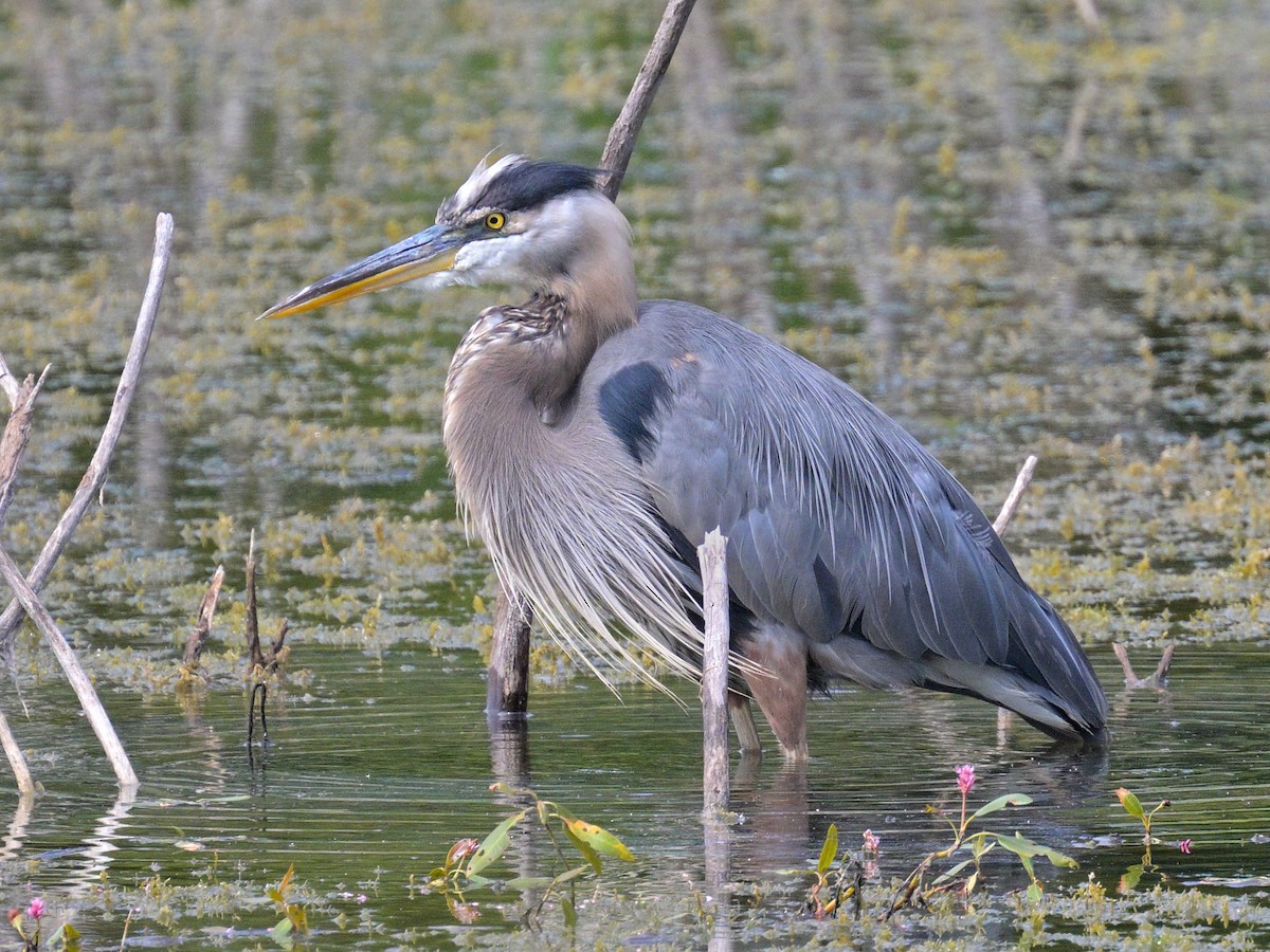 Great Blue Heron - ML640910824