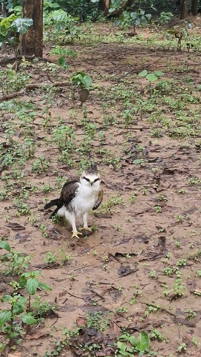 Rufous-bellied Eagle - ML640910830