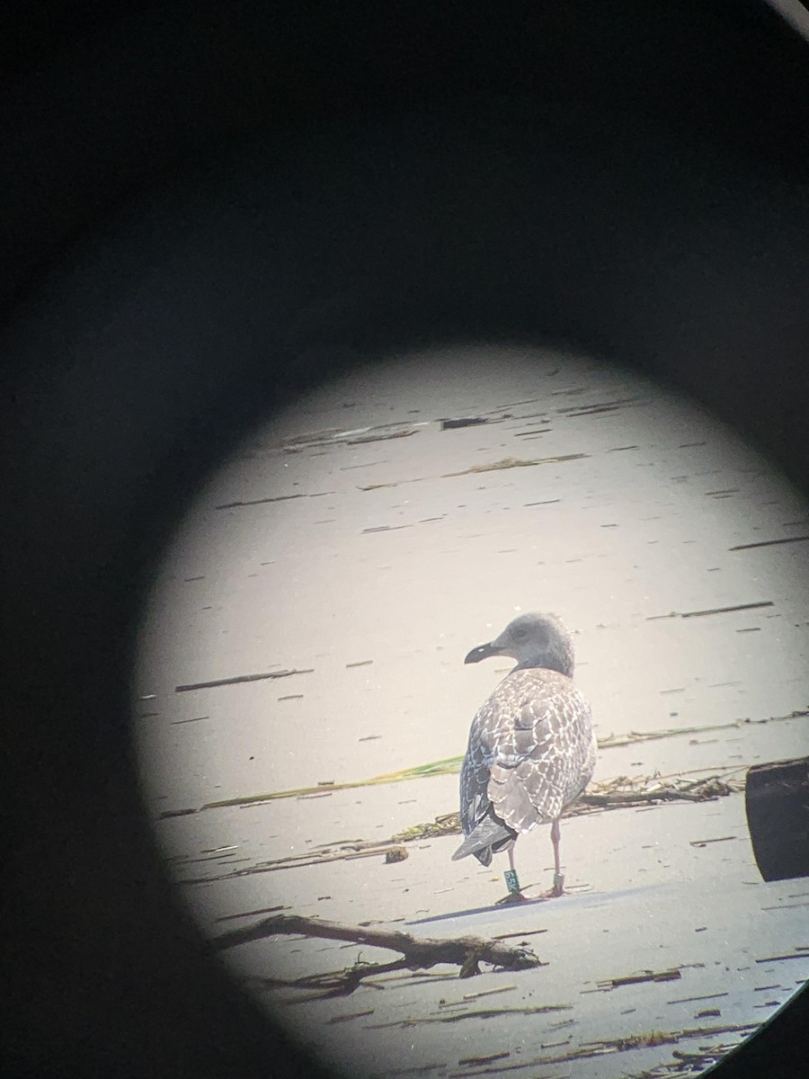 American Herring Gull - ML640910845