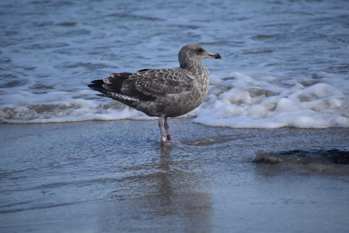 American Herring Gull - ML640910849