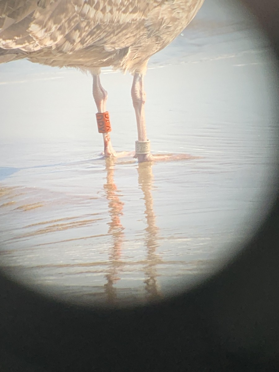 American Herring Gull - ML640910855