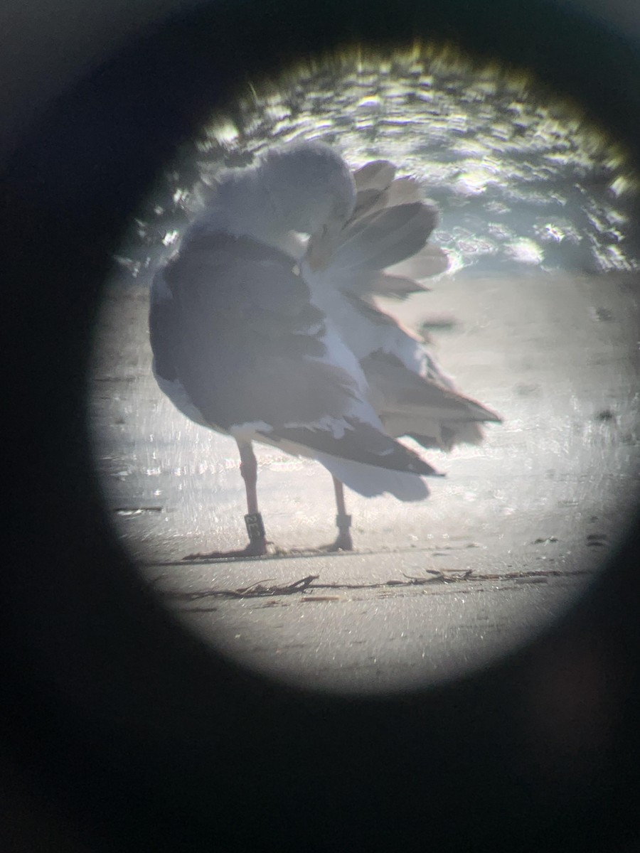 Great Black-backed Gull - ML640910867