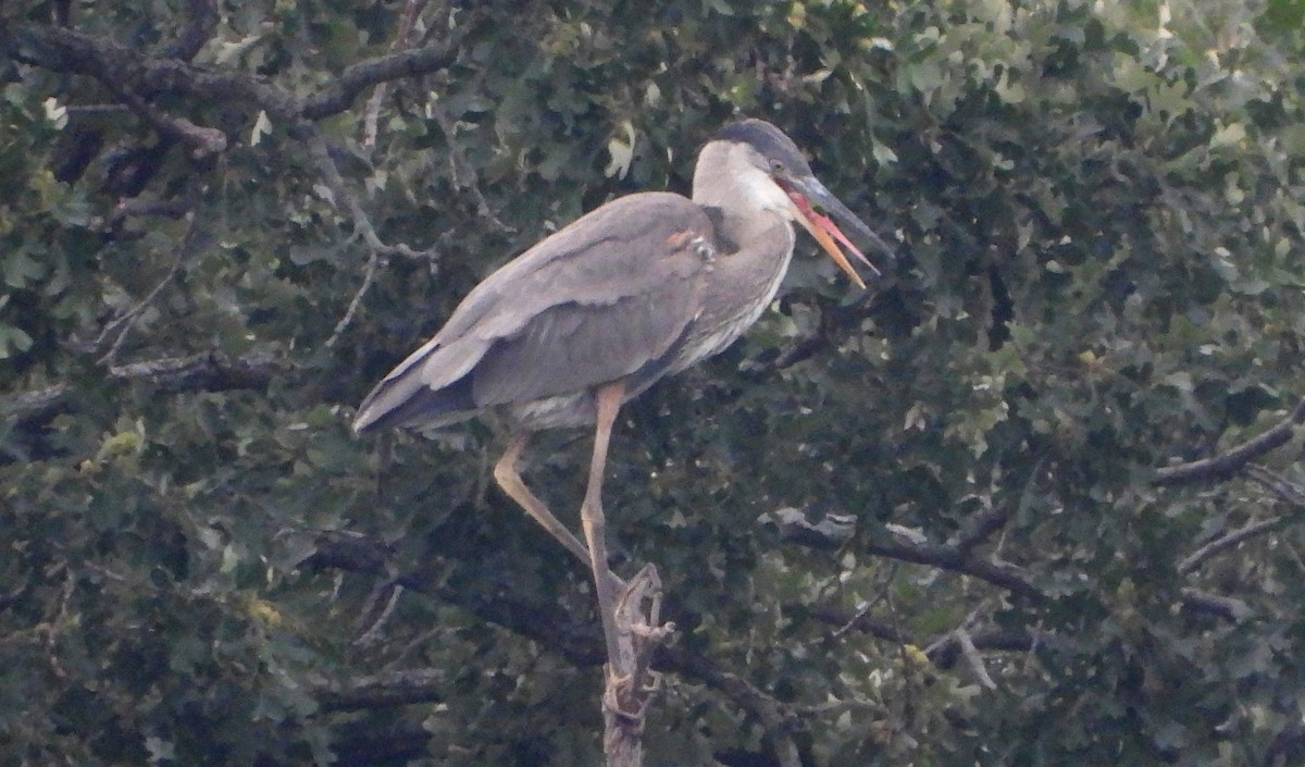Great Blue Heron - ML640910869