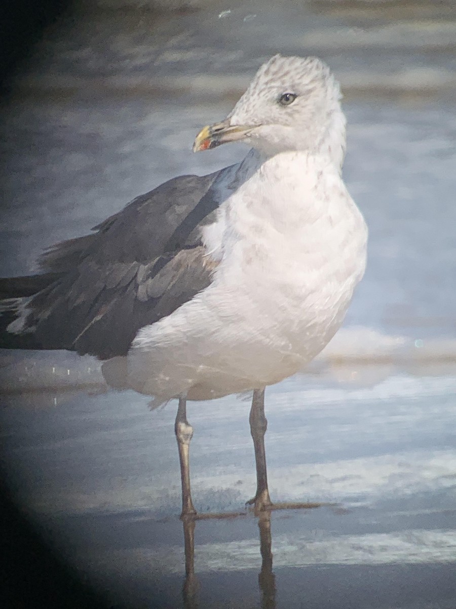 Бэсрэг цахлай - ML640910874