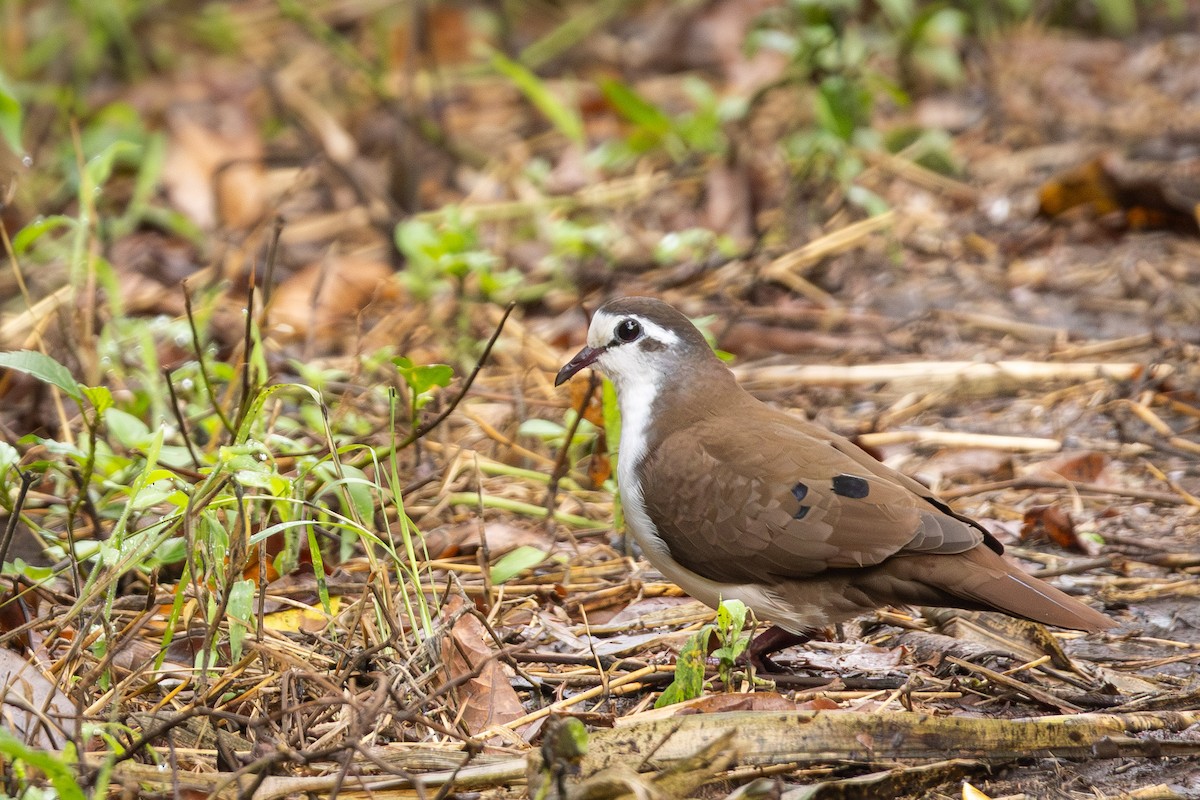 Tambourine Dove - ML640910878