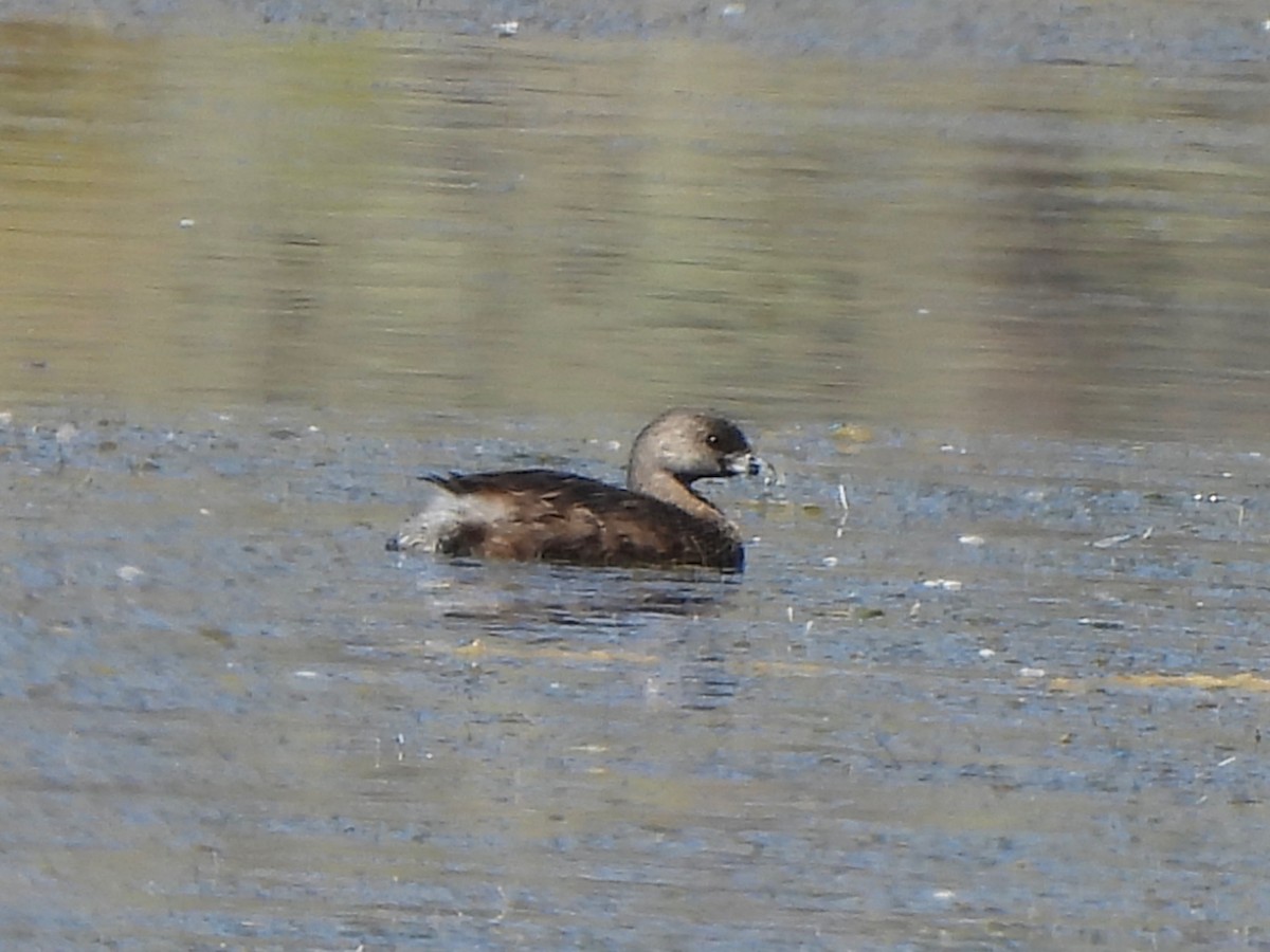 Pied-billed Grebe - ML640910932
