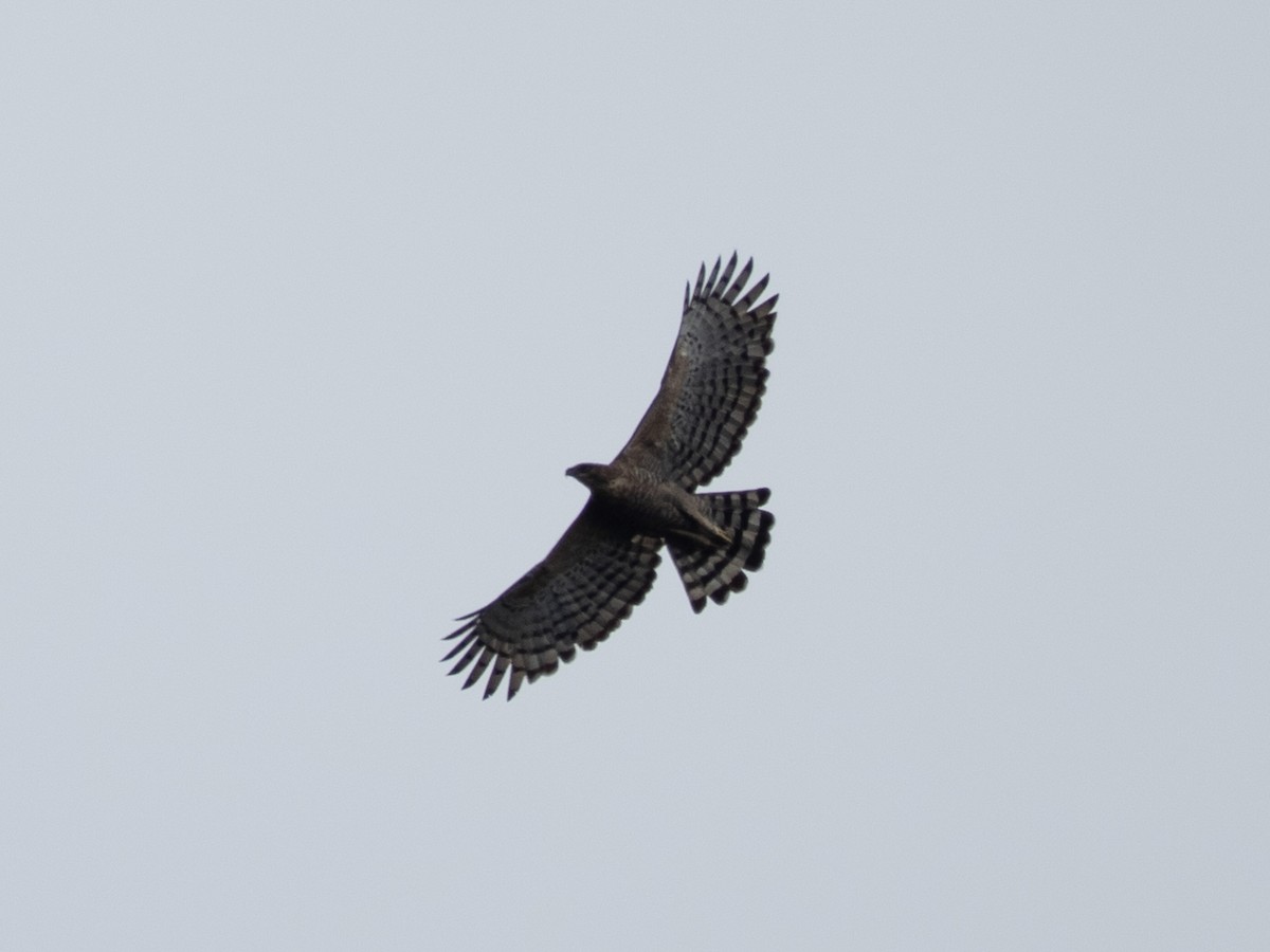 Legge's Hawk-Eagle - ML640910973