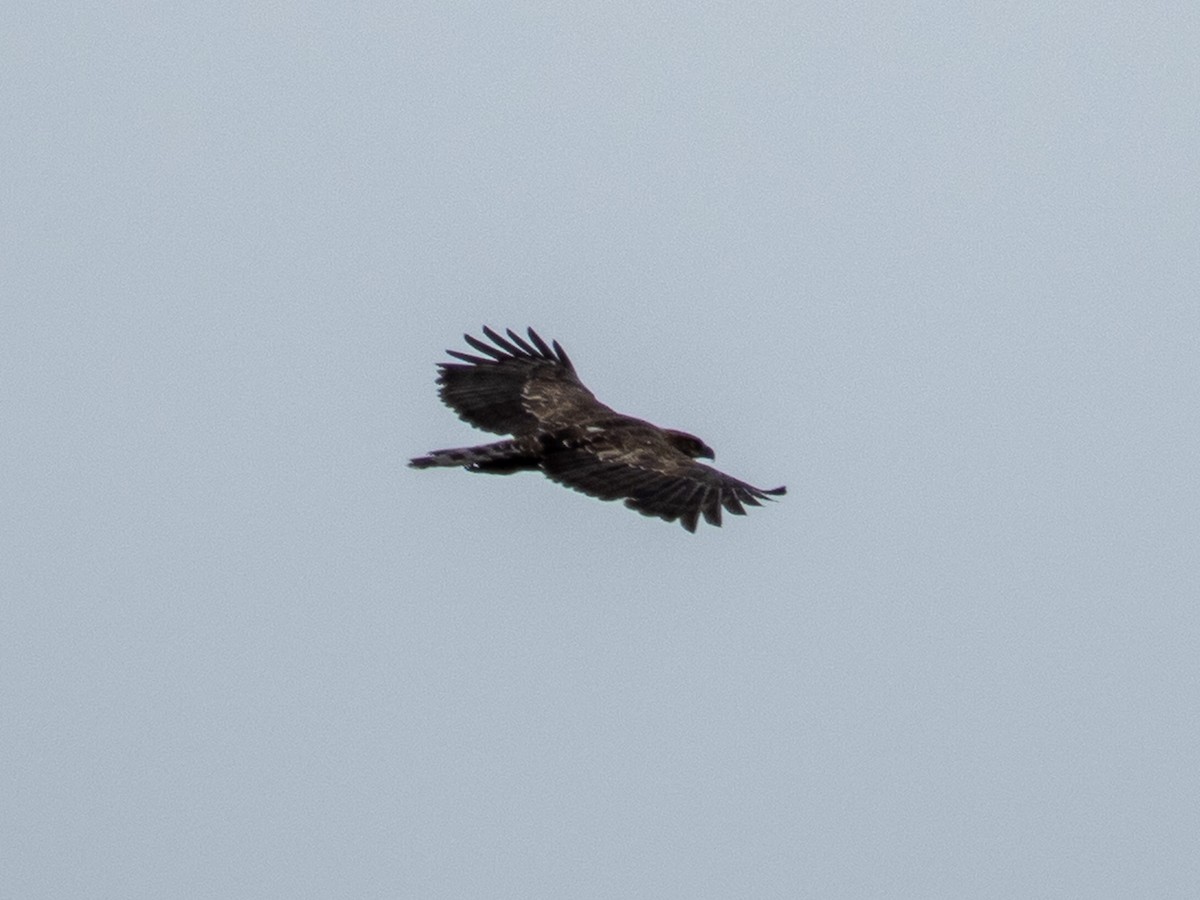 Legge's Hawk-Eagle - ML640910974