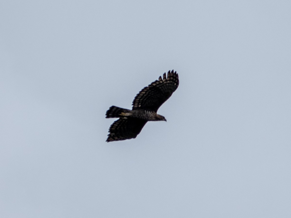Legge's Hawk-Eagle - ML640910975