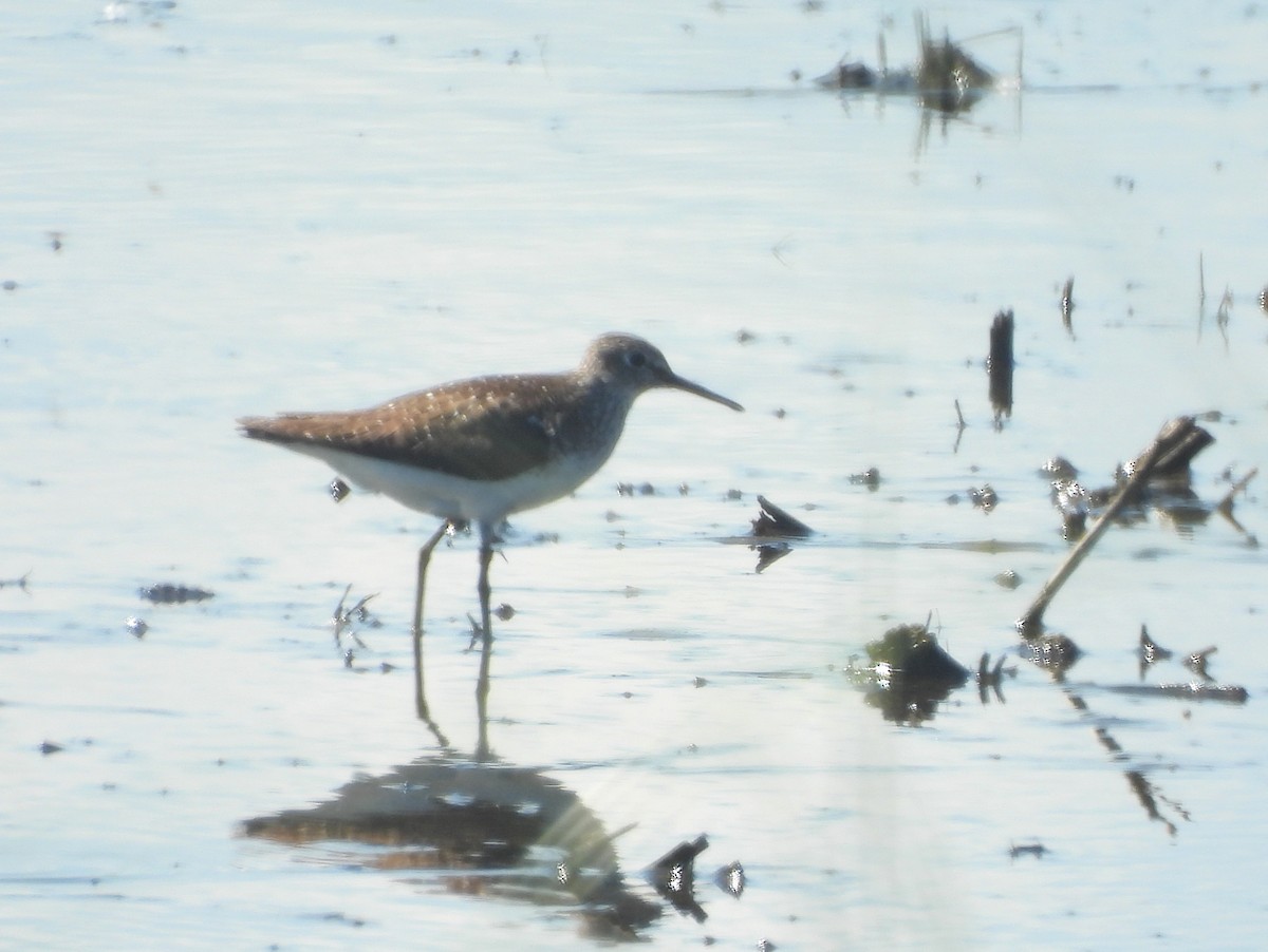 Solitary Sandpiper - ML640911009