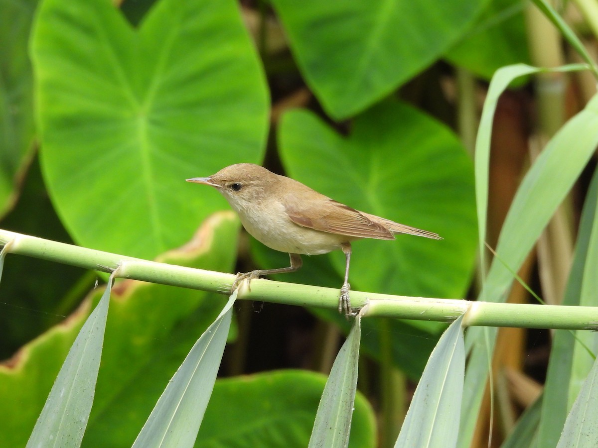 Common Reed Warbler - ML640911016