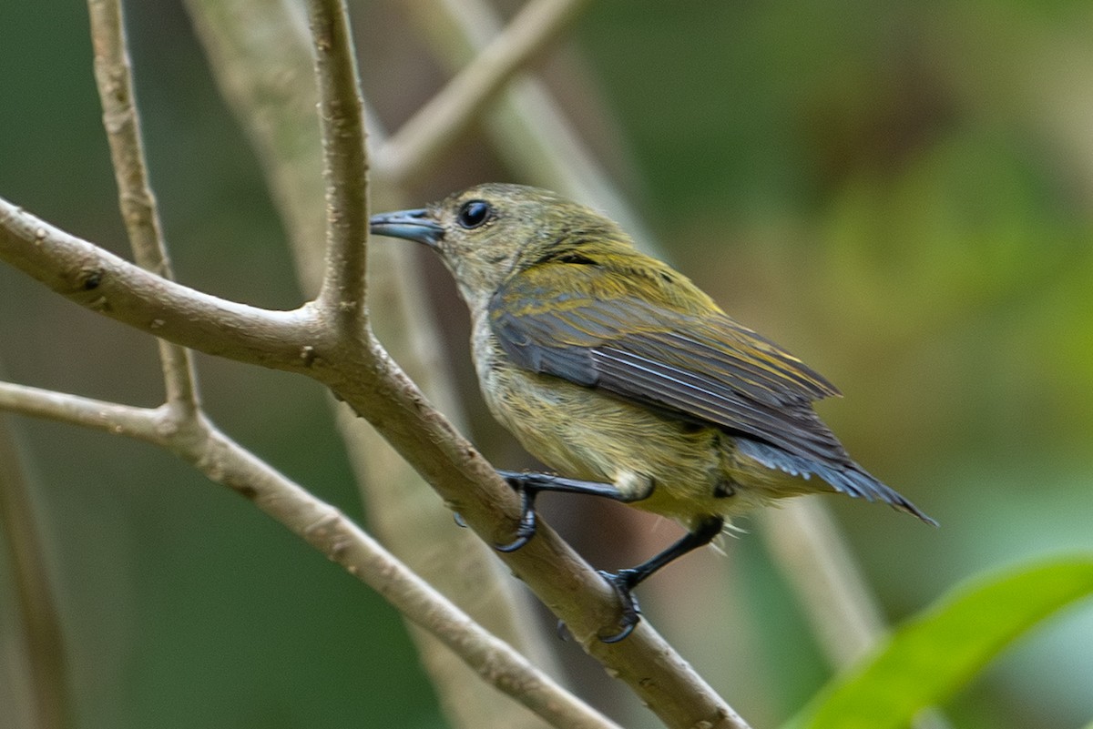 Andaman Flowerpecker - ML640911018