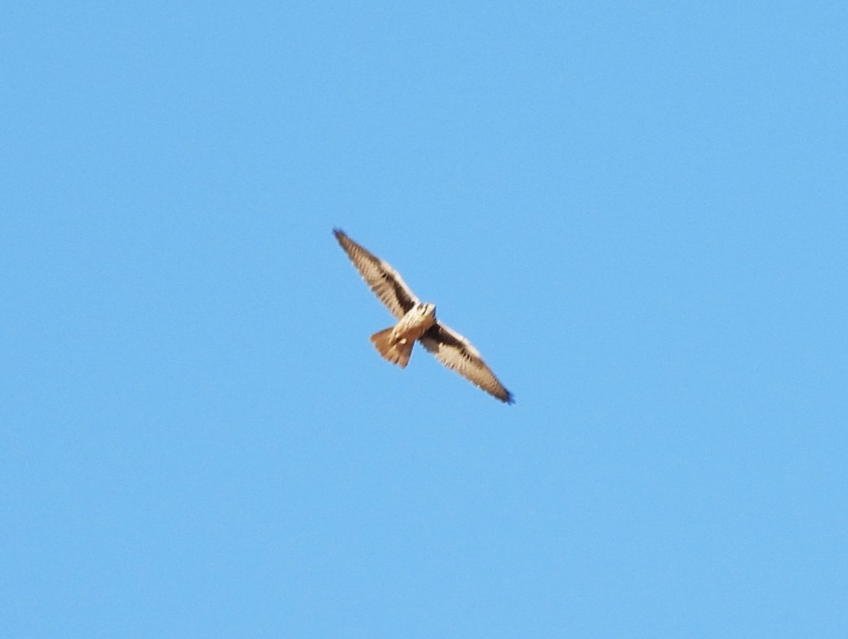 Prairie Falcon - ML640911019