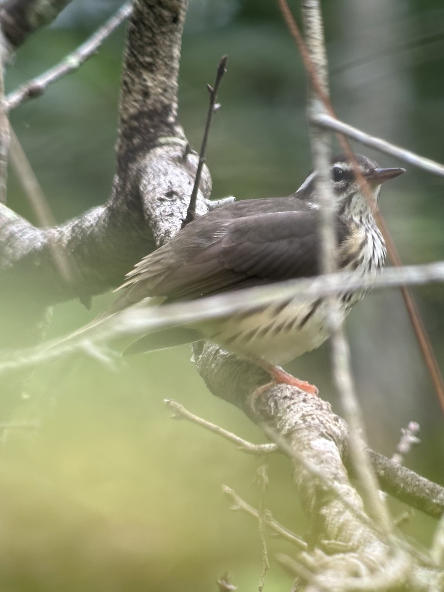 Louisiana/Northern Waterthrush - ML640911050