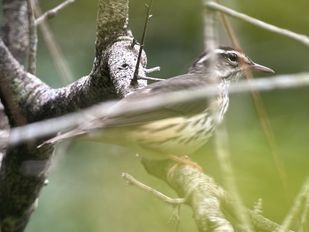 Louisiana/Northern Waterthrush - ML640911051