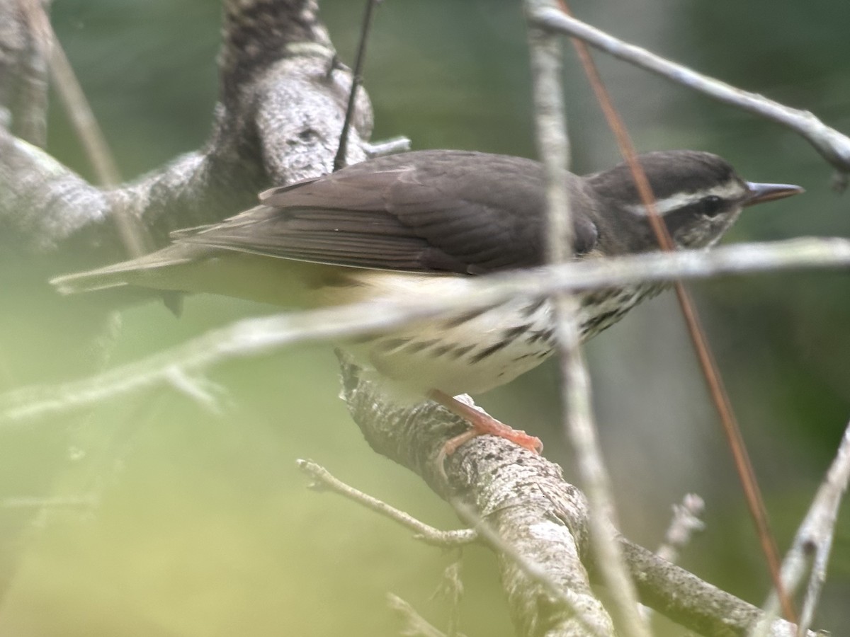 Louisiana/Northern Waterthrush - ML640911052
