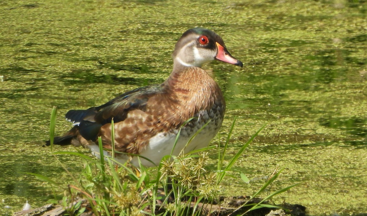 美洲鴛鴦 - ML640911058