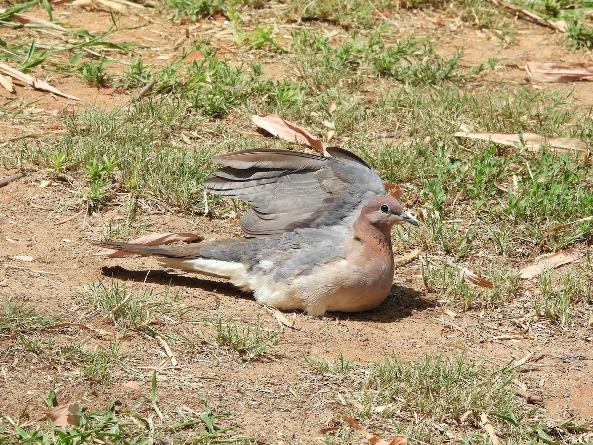 Laughing Dove - ML640911079