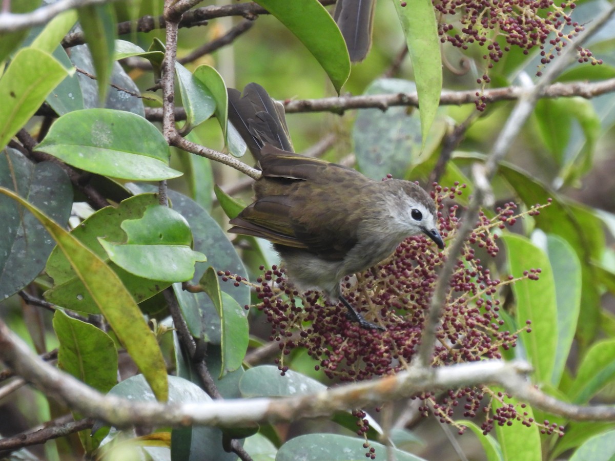 Bulbul à face pâle - ML640911103