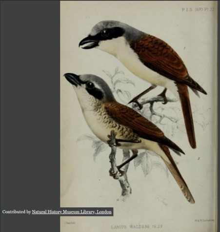 Tiger Shrike - ML640911104