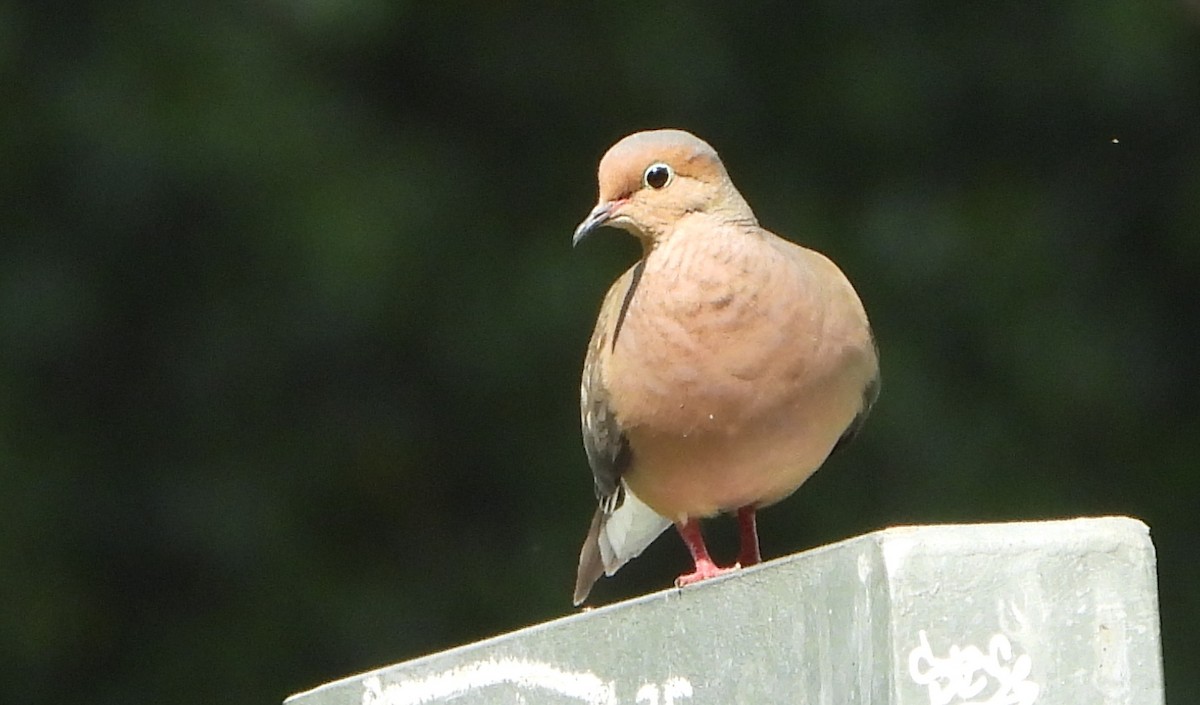 Mourning Dove - ML640911115