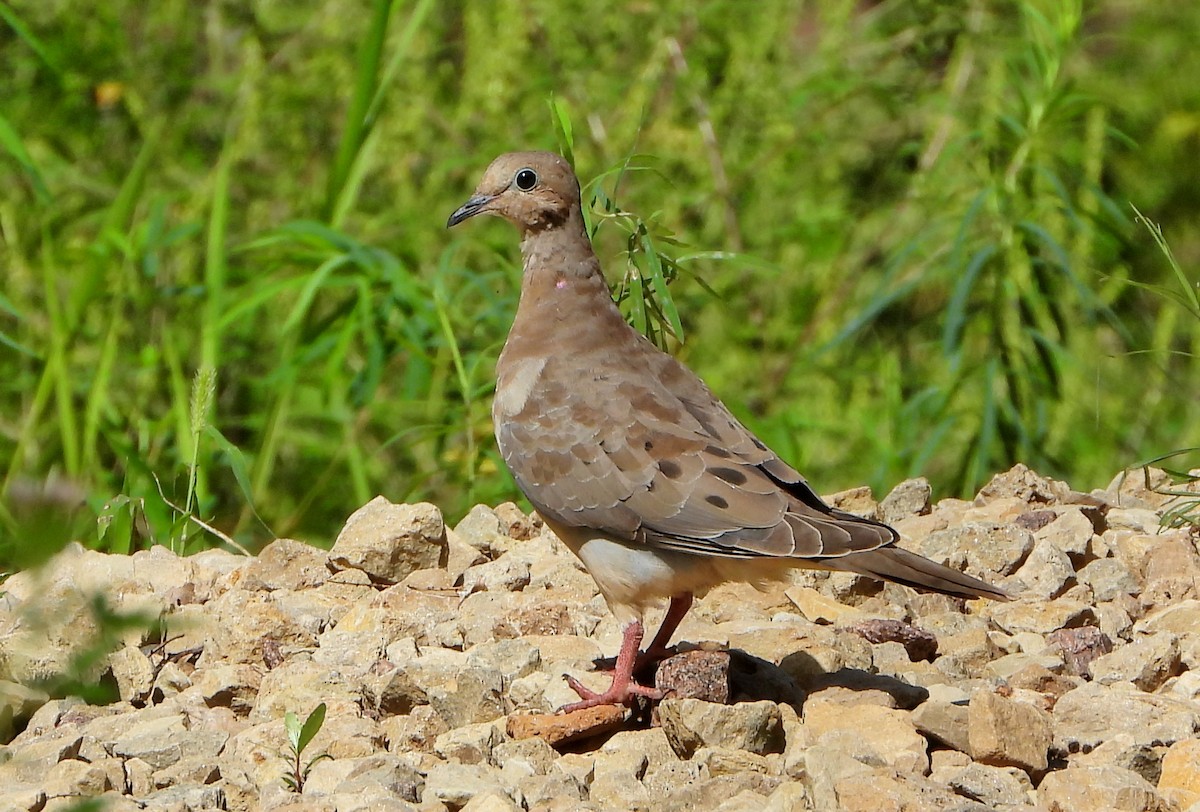 Mourning Dove - ML640911116