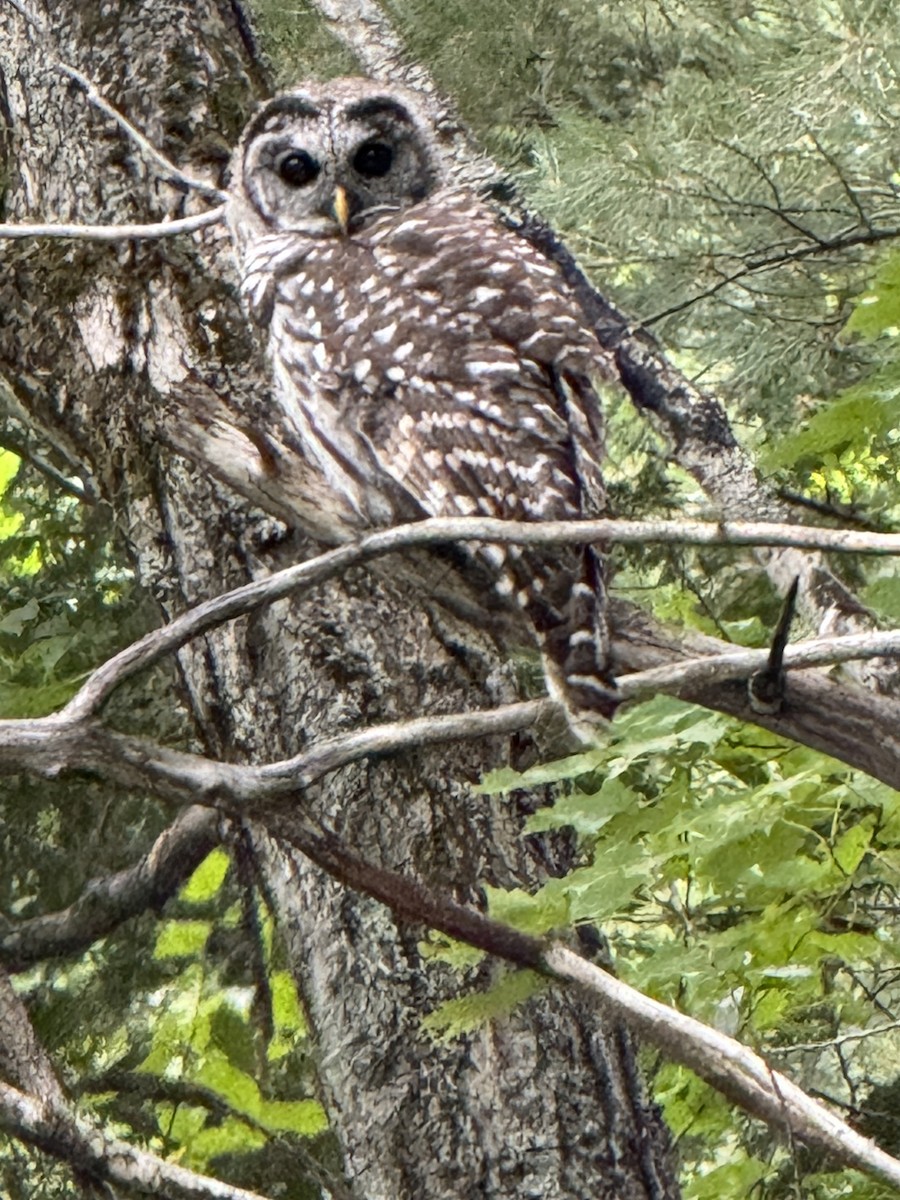 Barred Owl - ML640911124