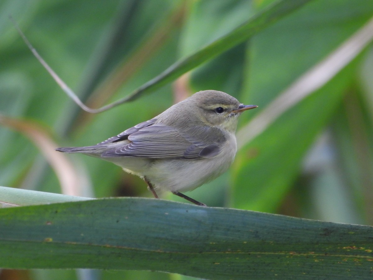 Willow Warbler - ML640911126