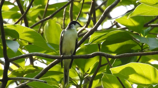 Ashy Minivet - ML640911167