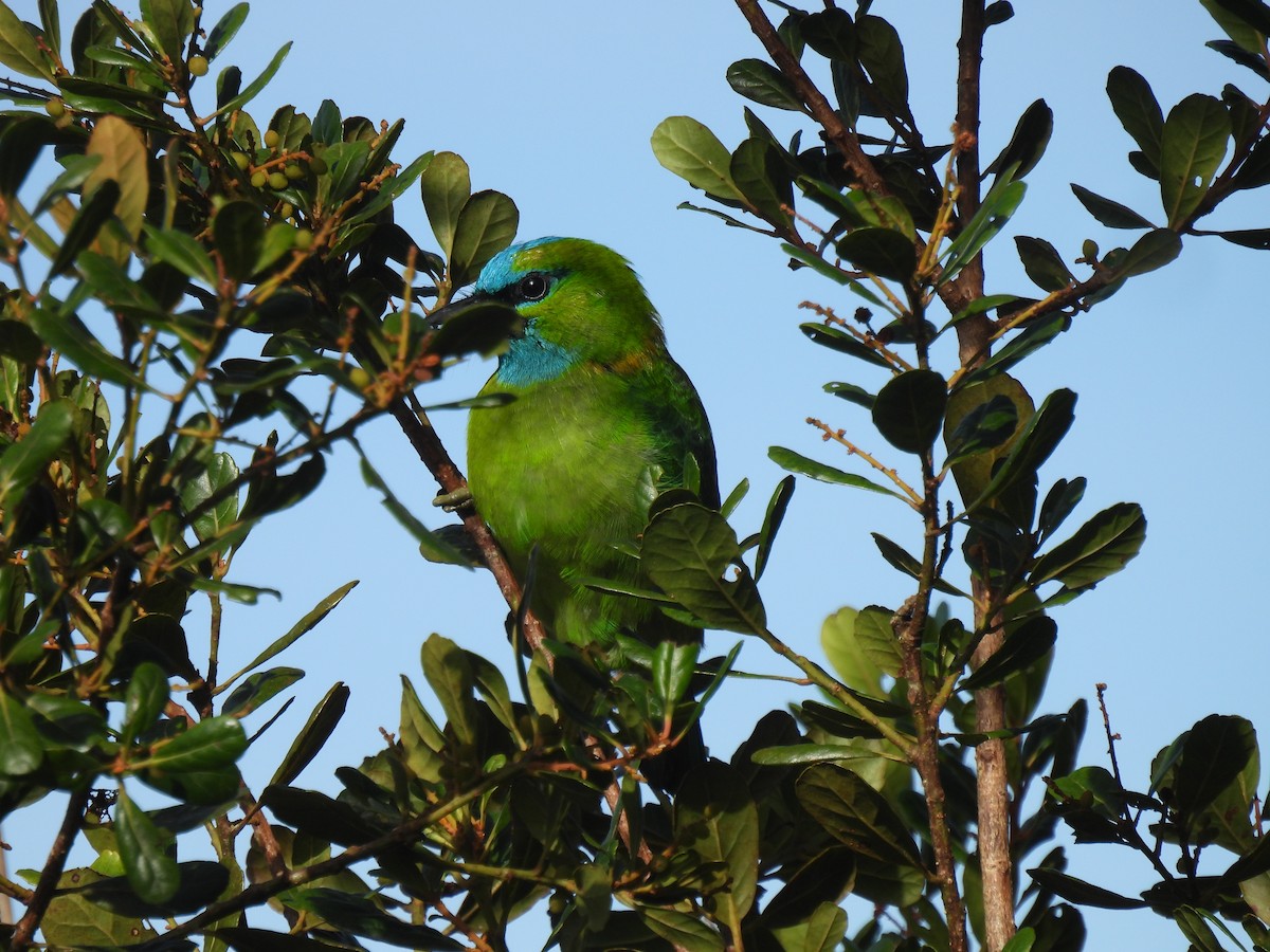 Golden-naped Barbet - ML640911173