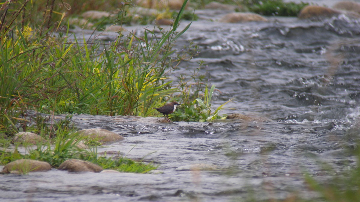 White-throated Dipper - ML640911207