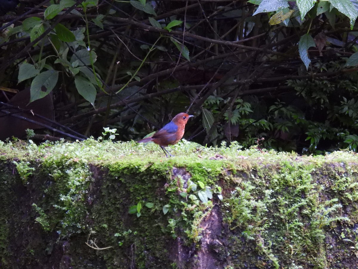 Bornean Shortwing - ML640911237