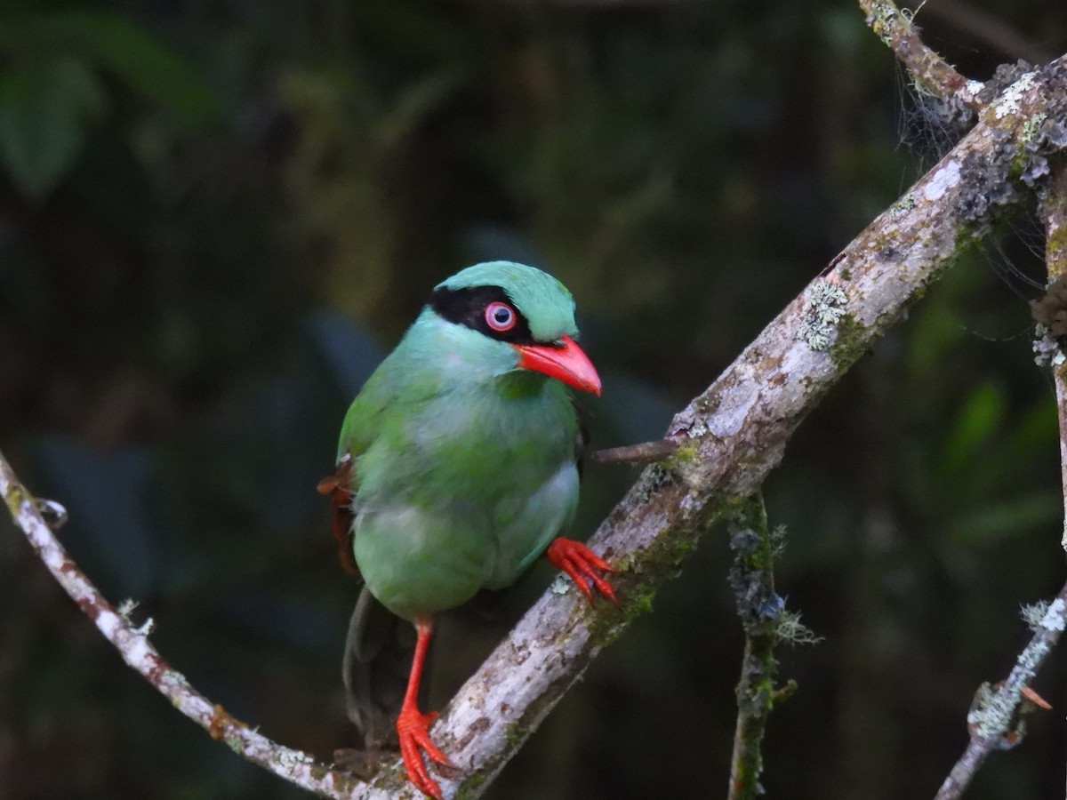 Bornean Green-Magpie - ML640911274
