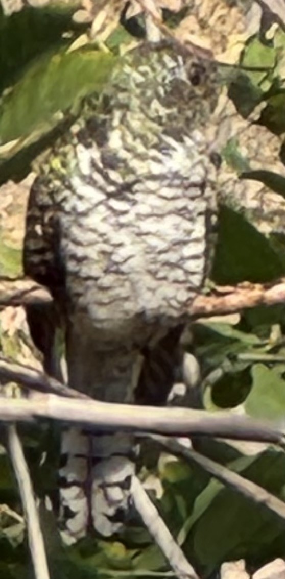 Klaaskuckuck - ML640911279