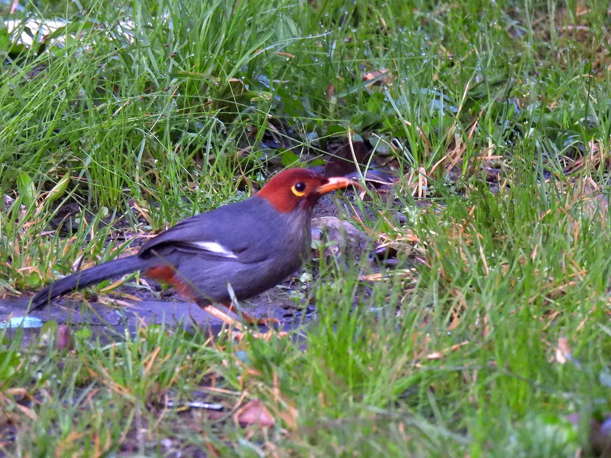 Chestnut-hooded Laughingthrush - ML640911286