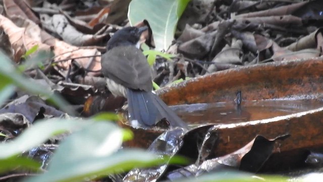 Malaysian Pied-Fantail - ML640911291