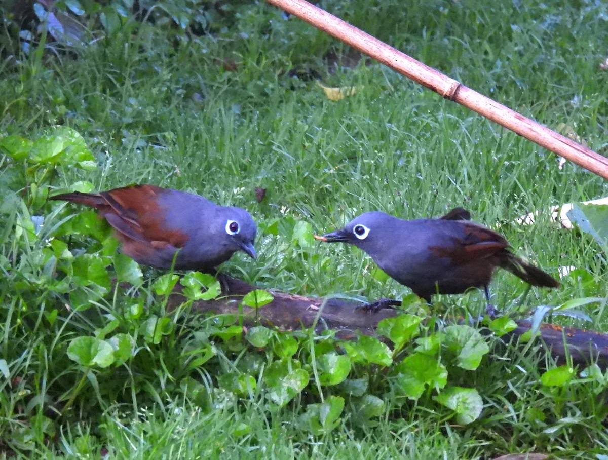 Sunda Laughingthrush - ML640911293