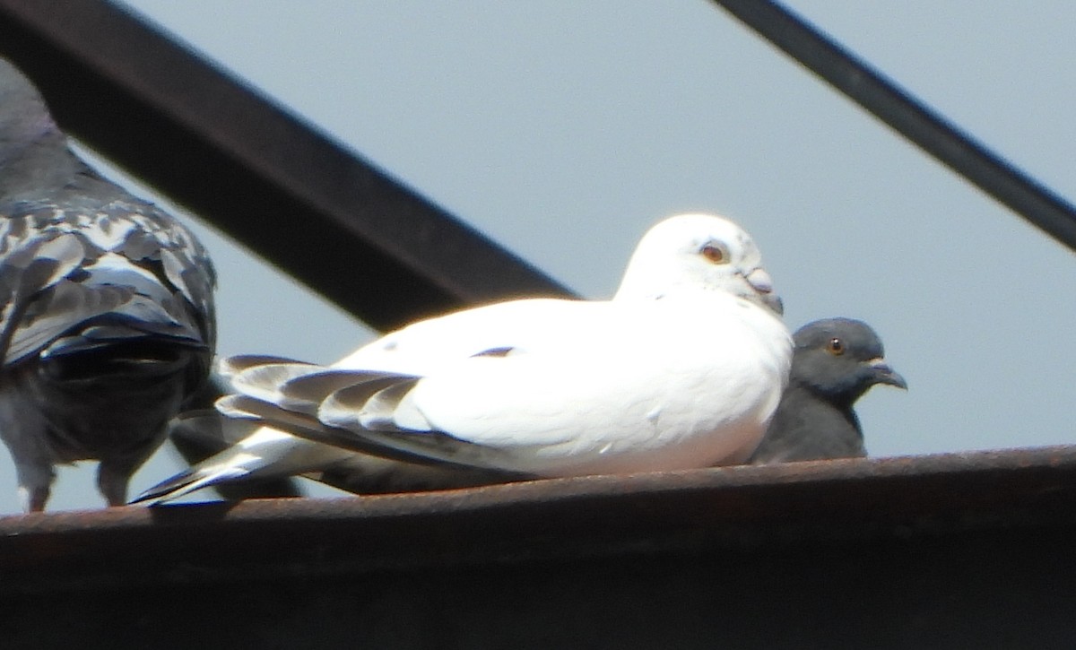 野鴿(野化) - ML640911361