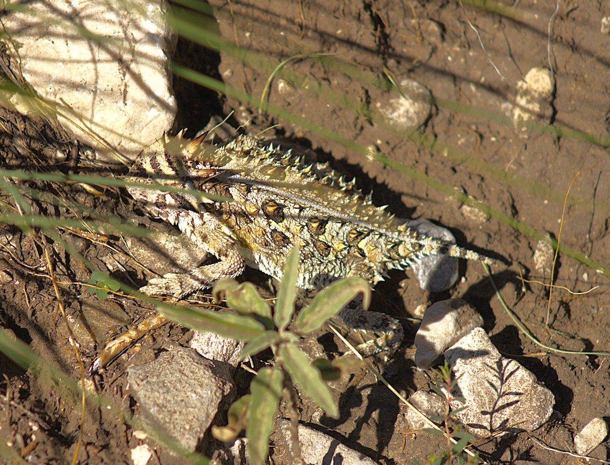 בעלי חיים - ML640911371