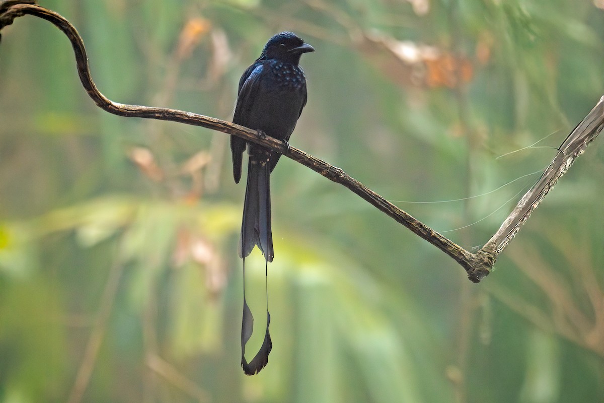 Greater Racket-tailed Drongo - ML640911386