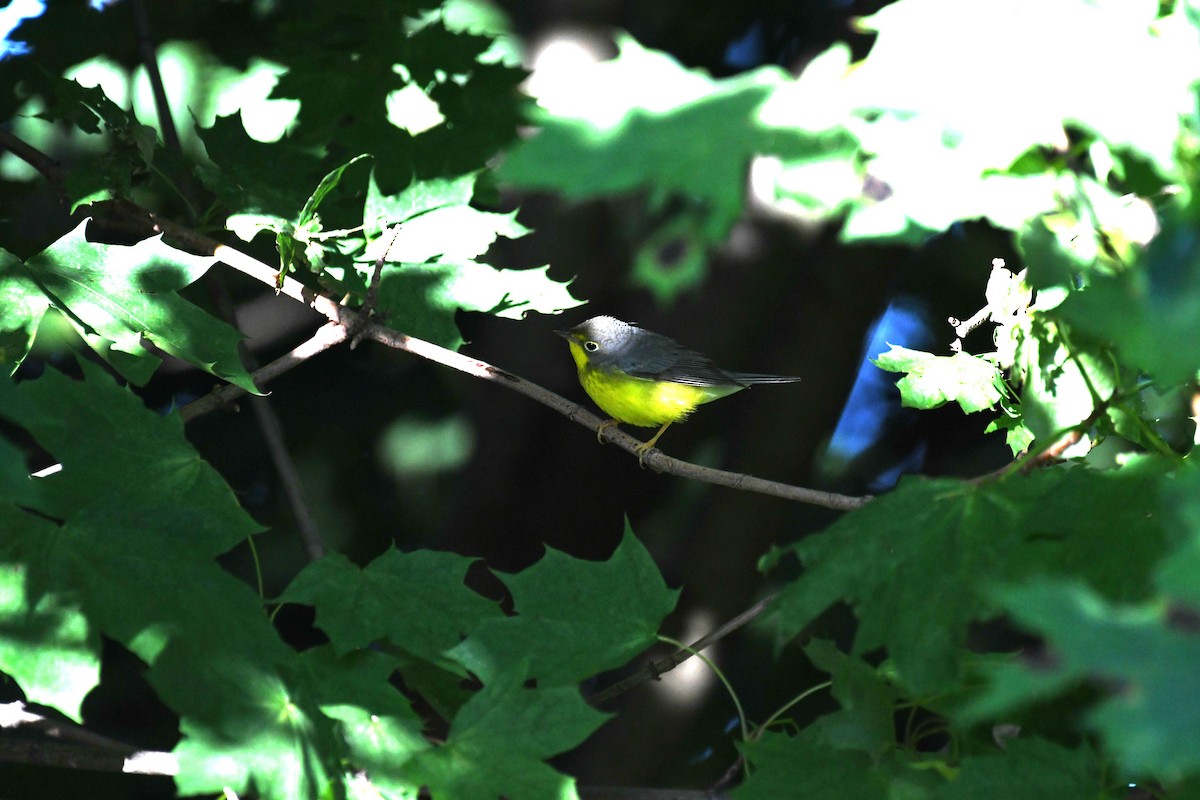 Canada Warbler - ML640911387