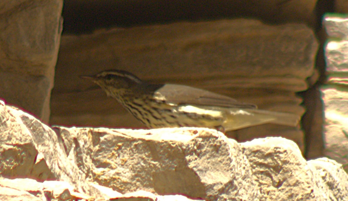 נחלית צפונית - ML640911402