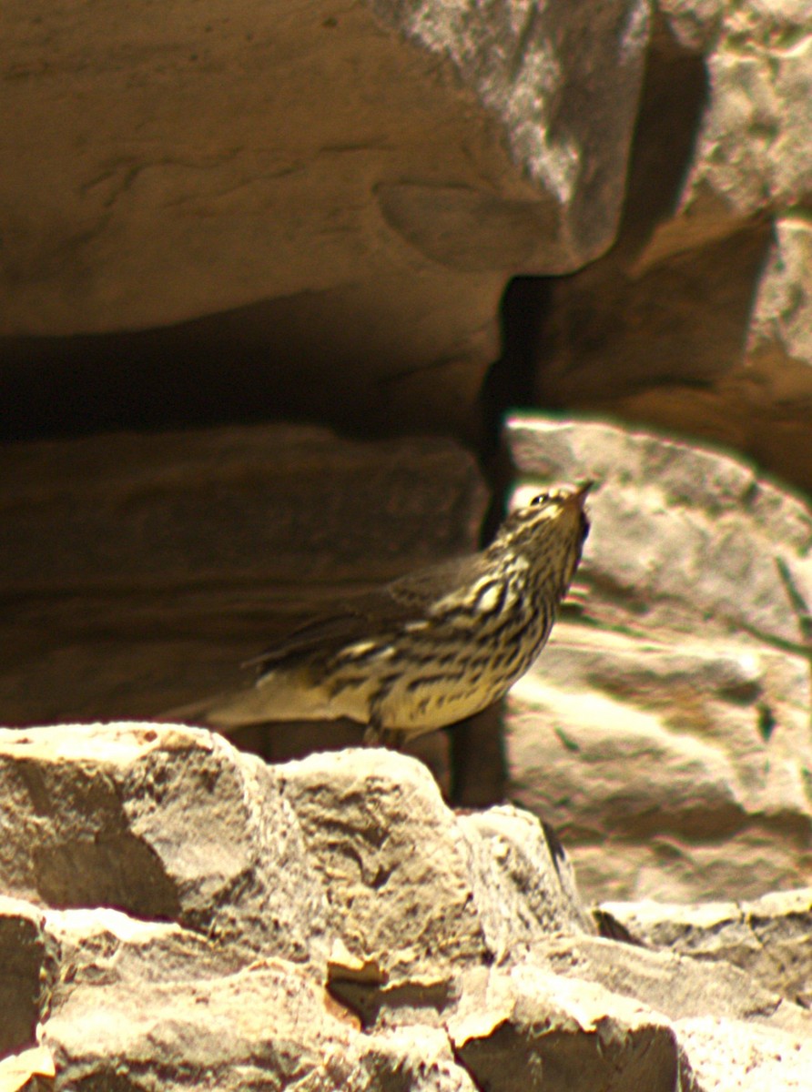 נחלית צפונית - ML640911409